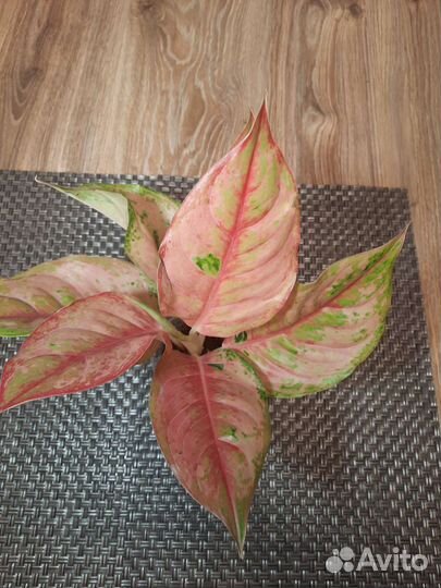 Аглаонема Pragai Phet