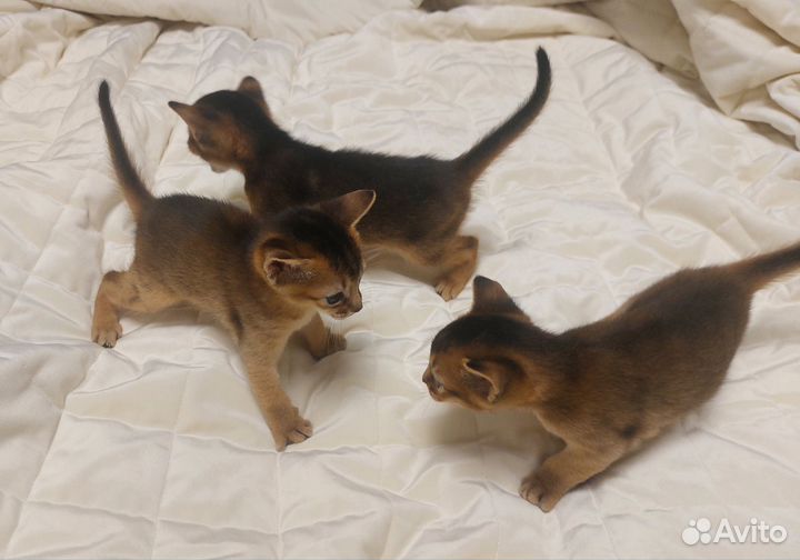 Абиссинские котята