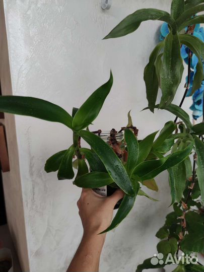 Золотой ус (каллизия душистая)