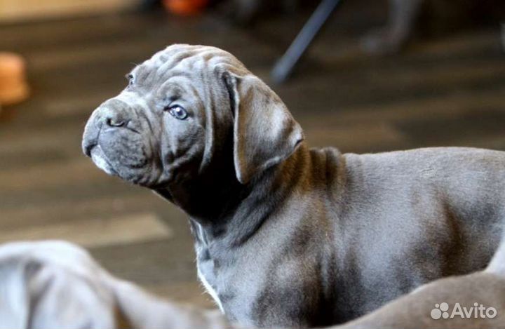 Кане корсо самые красивые детки