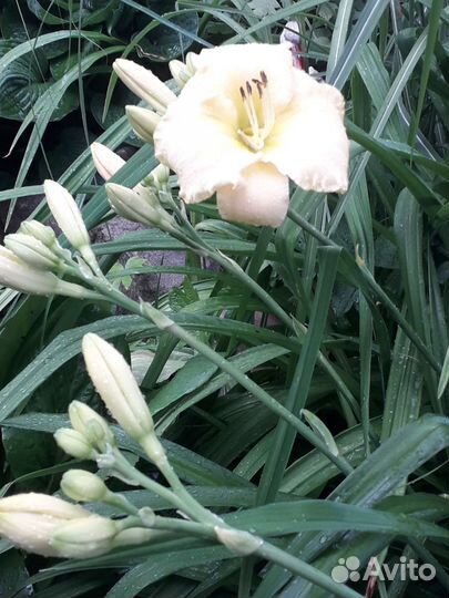 Лилейники сортовые