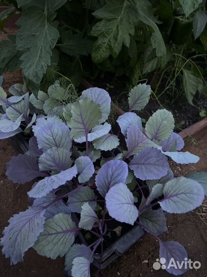 Рассада поздней капусты фиолетовой