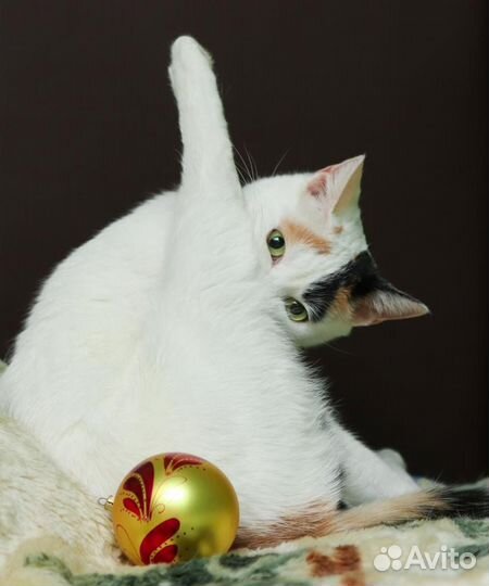 Необычайно коасоты кошечка в дар