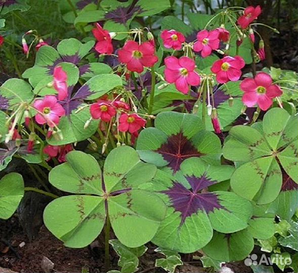 Оксалис Железный крест