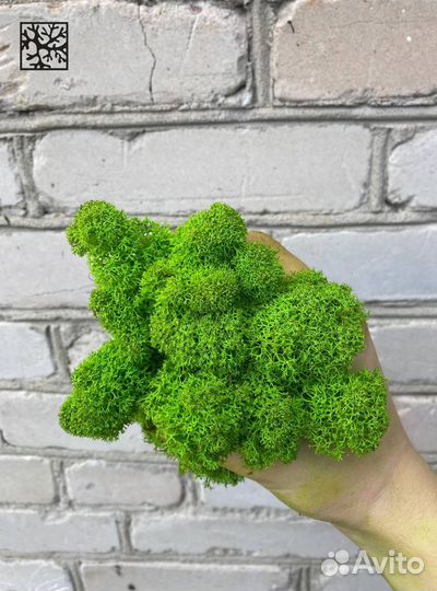 Мох олива. Мох оливкового цвета. Мох олива. Боевая рубашка мм14. Футболка легион.