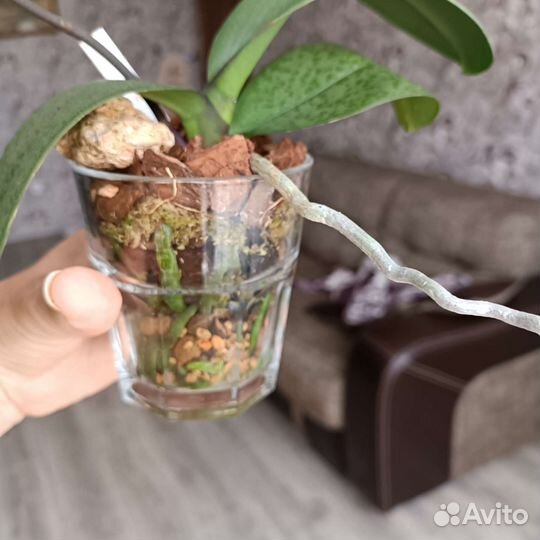 Орхидея фаленопсис