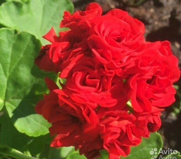 Пеларгония герань сортовая