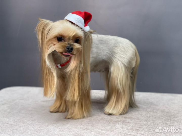 Грумер с выездом