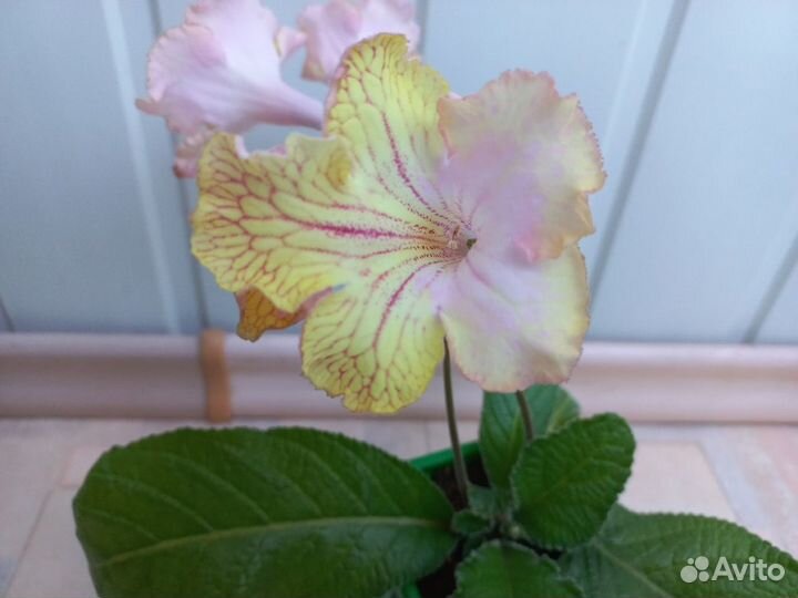 Стрептокарпусы