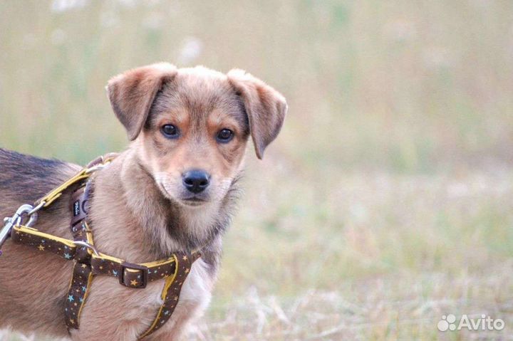 Малышка Альма мечтает о доме