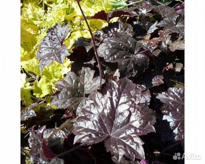 Гейхера Blackout