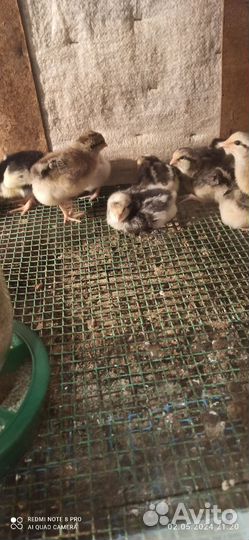 Породные цыплята Борковская Барвистая