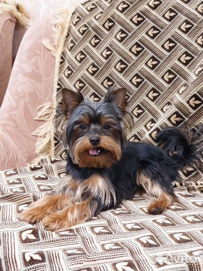 Йоркширский терьер