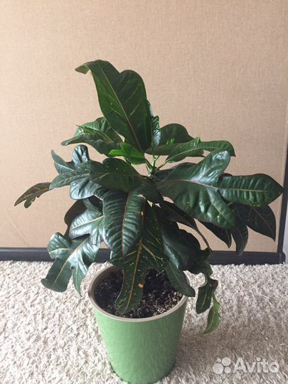 Кротон Кодеиум