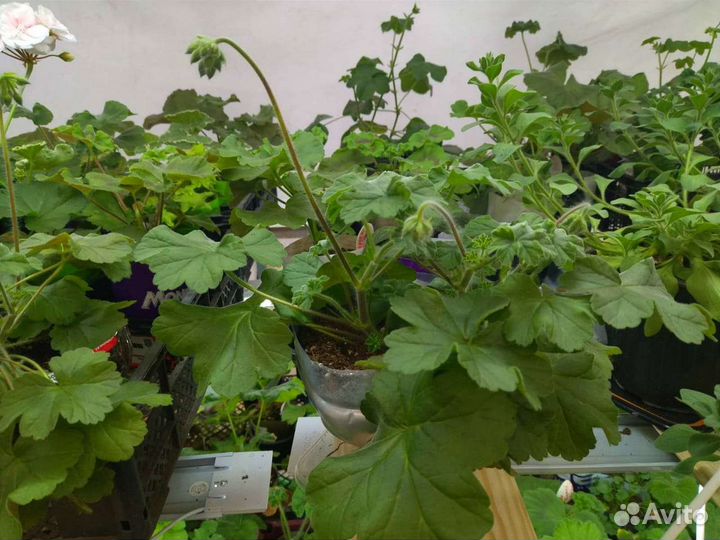 Пеларгония 