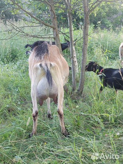 Молоко козье,яйцо,сыр брынза,творог