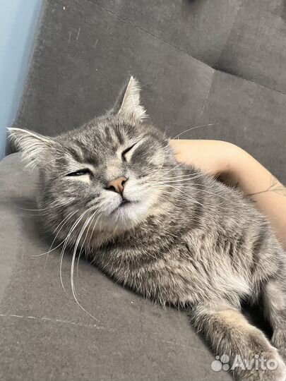 Кот в добрые руки