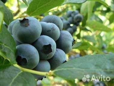 Голубика Бригитта Блю