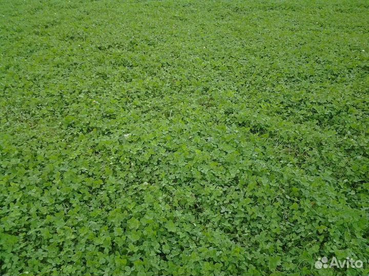 Семена клевера красного