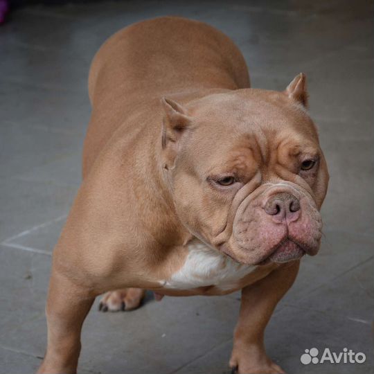 Американский булли