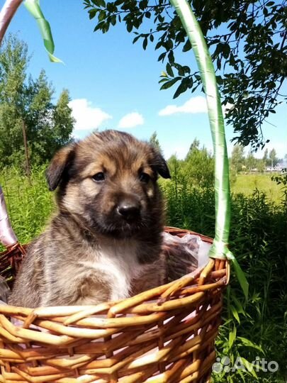 Собака