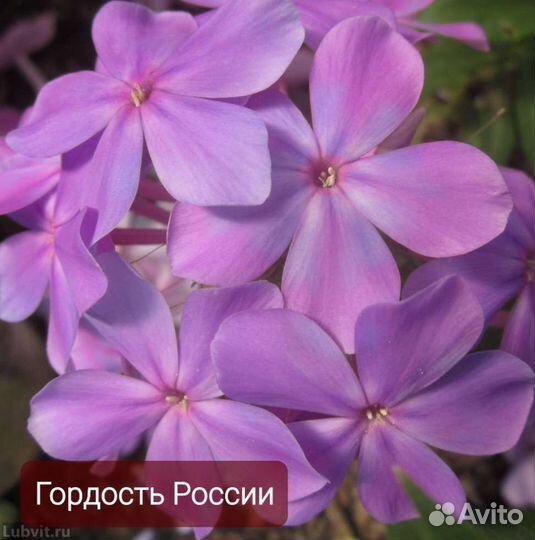 Флокс метельчатый