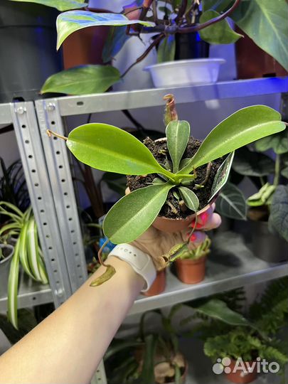 Дионея венерина мухоловка непентес