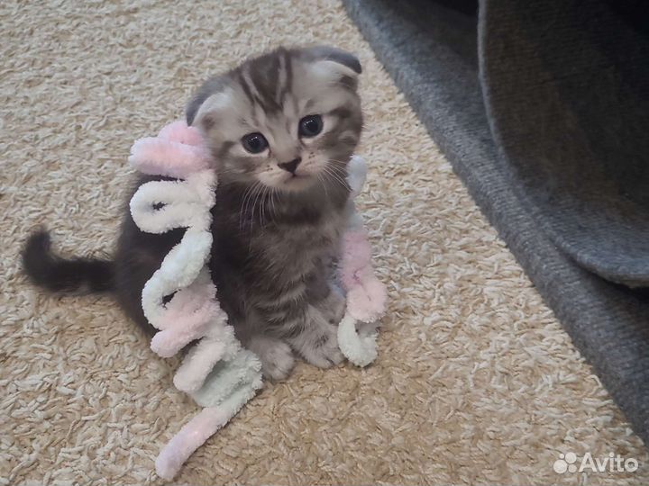 Котята Шотландская, родители умные и красивые