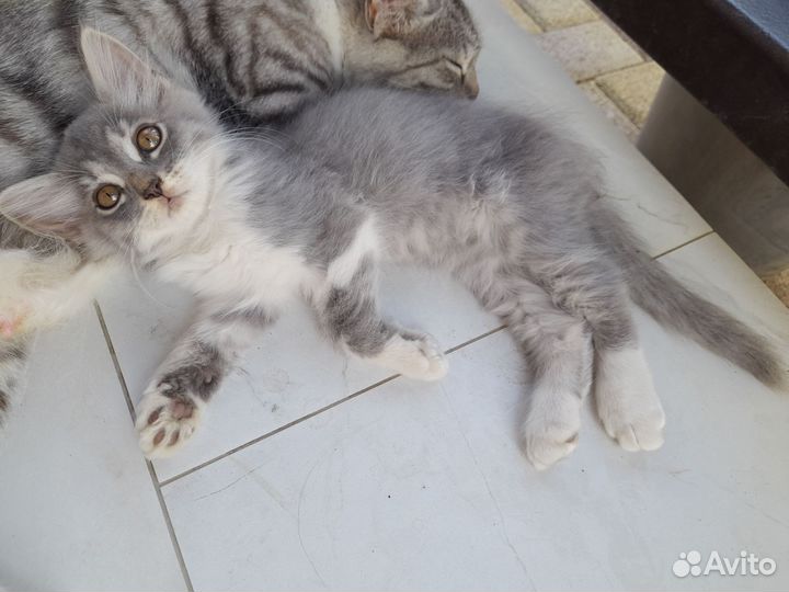 Котята отдам бесплатно