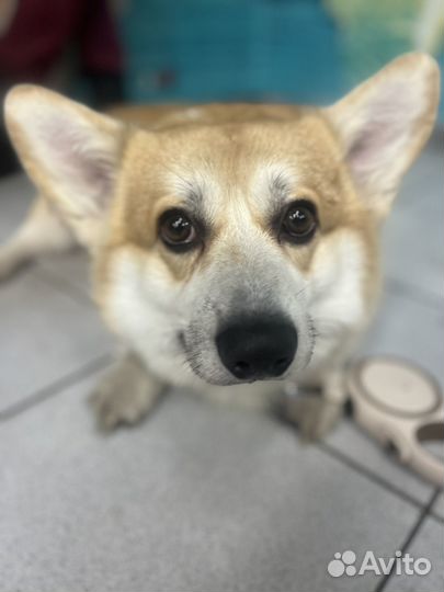 Вельш-корги кардиган вязка