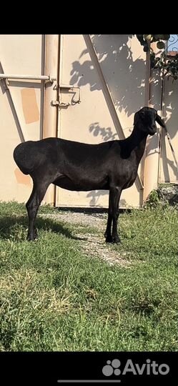 Гисарские бараны