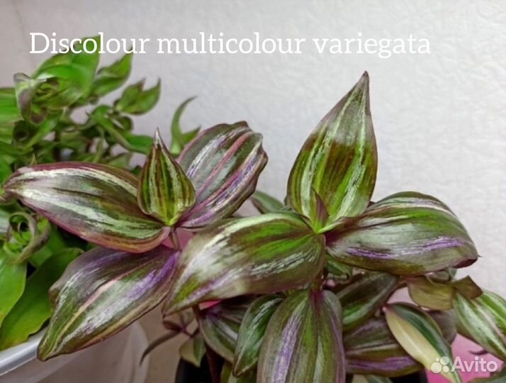 Традесканции