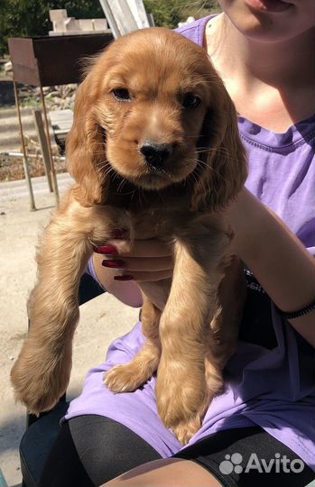 Английский кокер спаниель