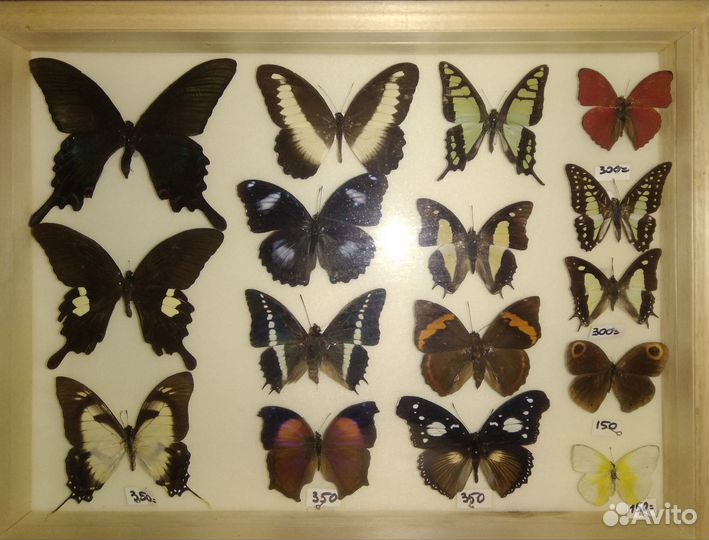 Бабочки для коллекции сухие