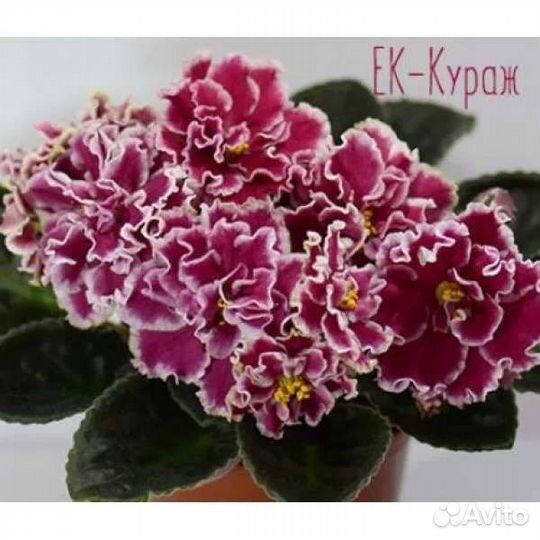 Фиалочки сортовые. Детки, листы