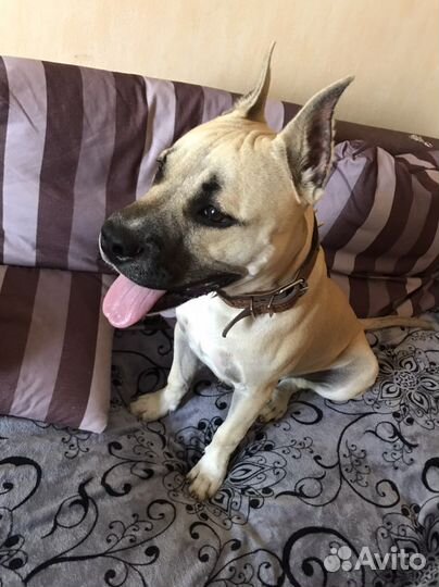 Передержка для собак и грызунов