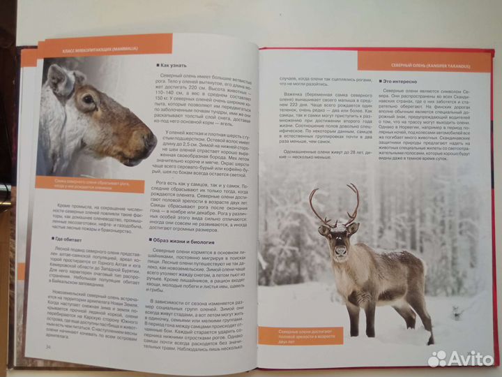 Красная книга