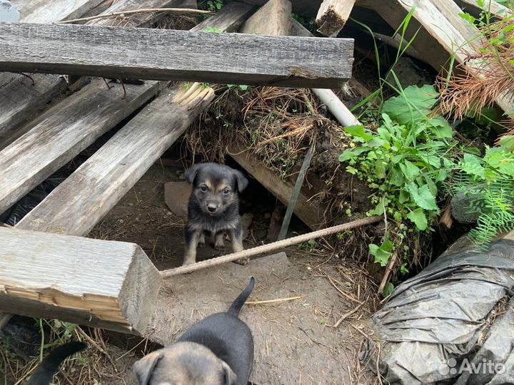 Щенки 1,5 мес
