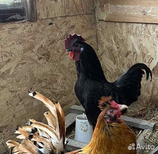 Ия ухейилюй, цыплята