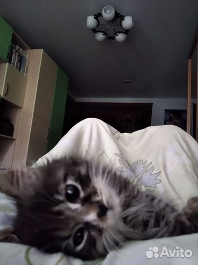 Котик Пушок 10 мес