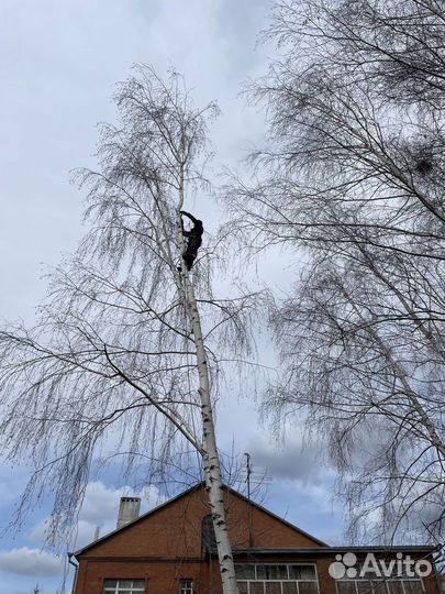 Спил деревьев. Расчистка участка