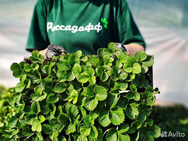 Рассада клубники. Крупная ягода