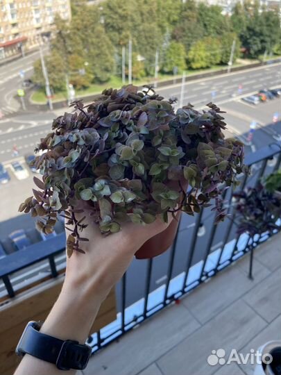 Каллизия домашний цветок растения