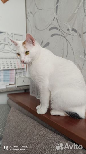 Кошка домашняя