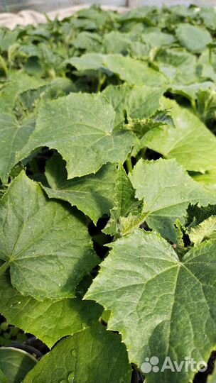 Рассада цветов, помидоры,огурцы,баклажаны,перец