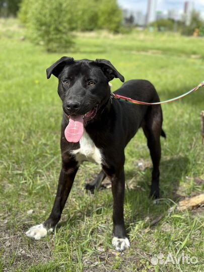 Олаф. Забавный пёсель из приюта