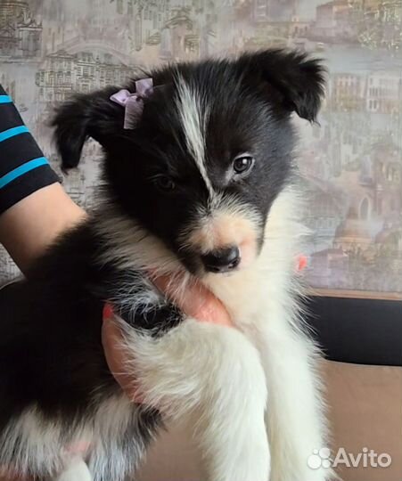 Щенки бордер колли