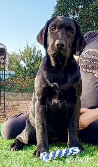 Щенки лабрадора