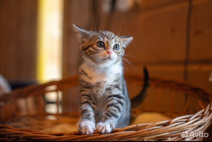 Котёнок в добрые руки