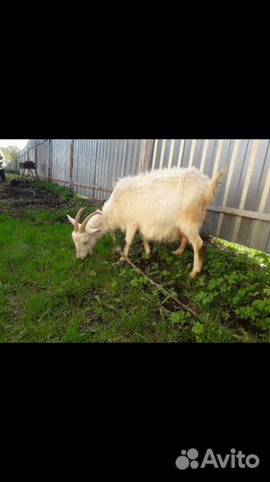 Продаю дойную козу 2.5г